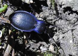 Слика од Carabus (Oreocarabus) luetgensi luetgensi Beuthin 1886