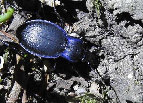 Image of Carabus (Oreocarabus) luetgensi Beuthin 1886