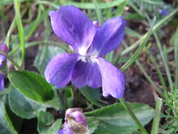 Image of sweet violet