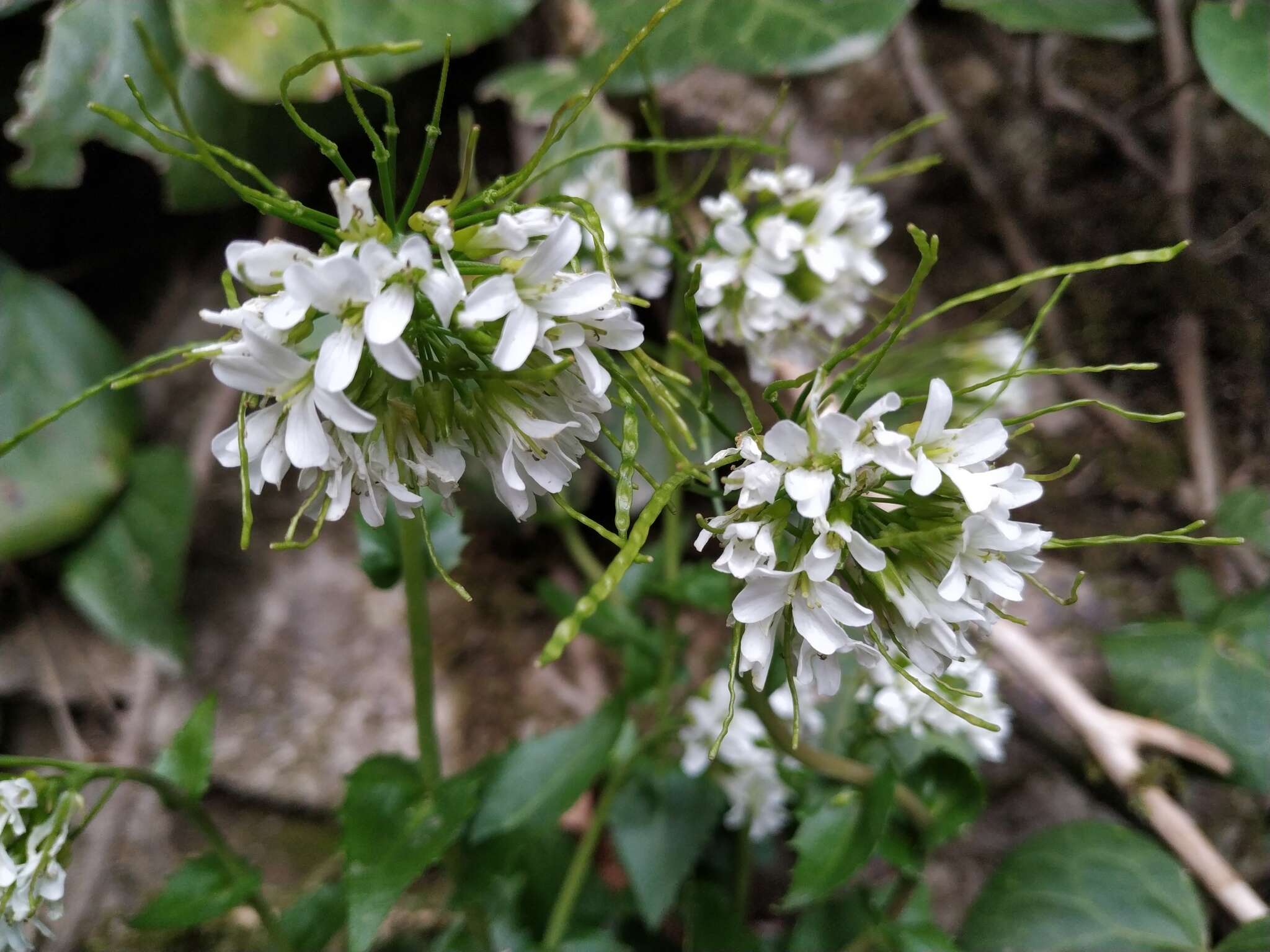 Sivun Arabis nordmanniana Rupr. kuva