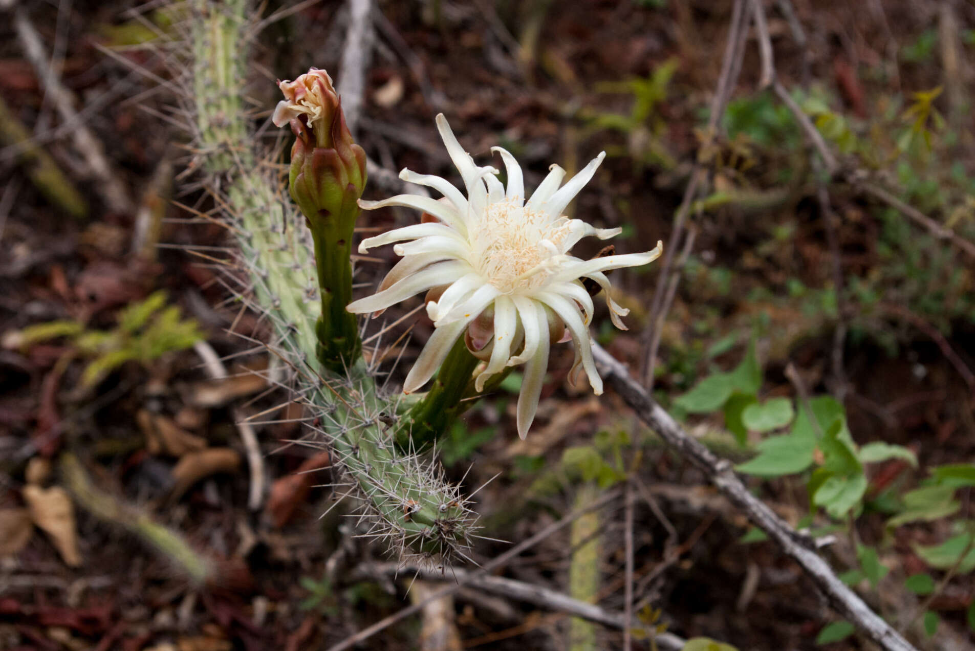 صورة Praecereus euchlorus (F. A. C. Weber ex K. Schum.) N. P. Taylor