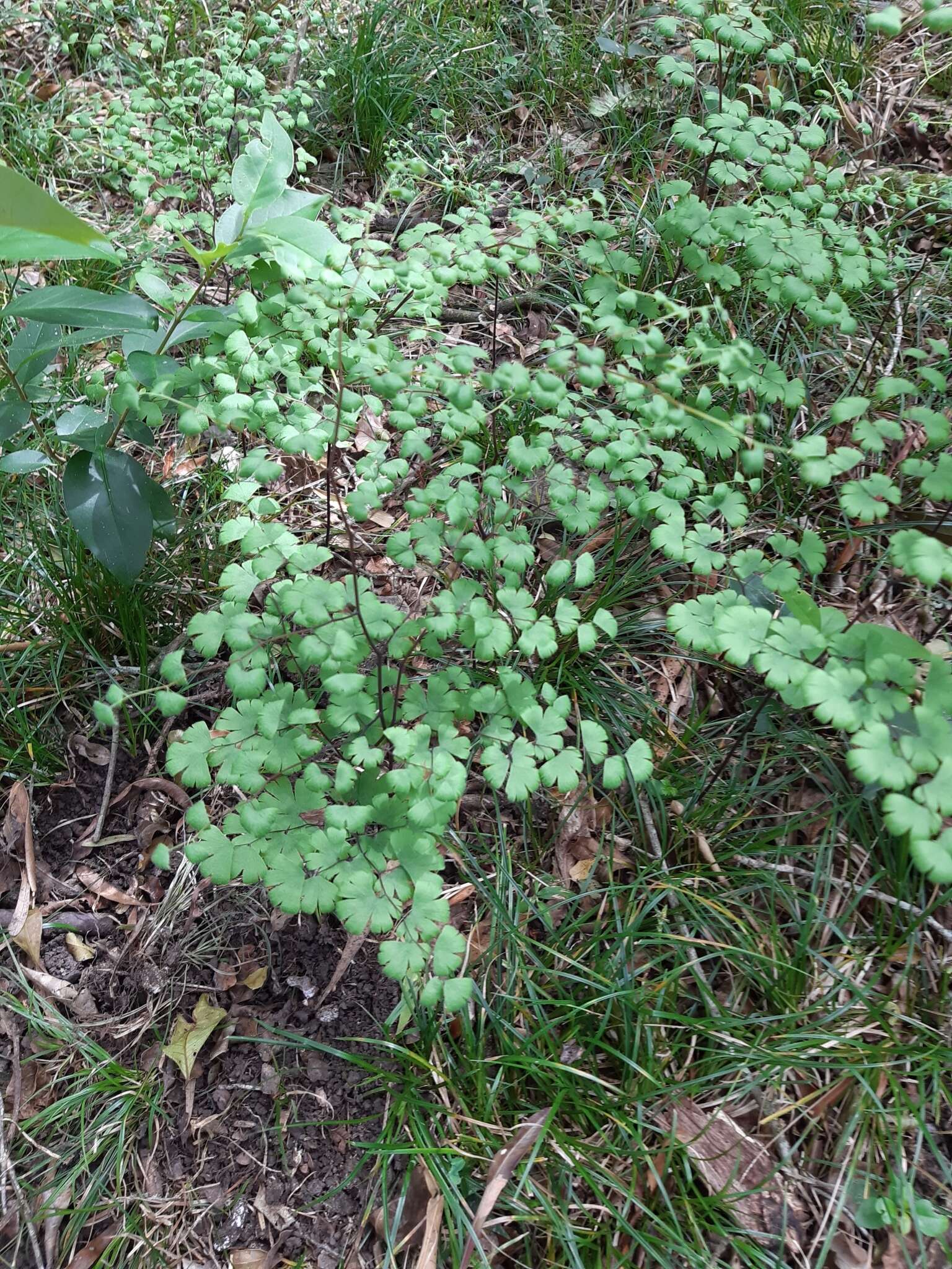 Adiantum digitatum C. Presl resmi