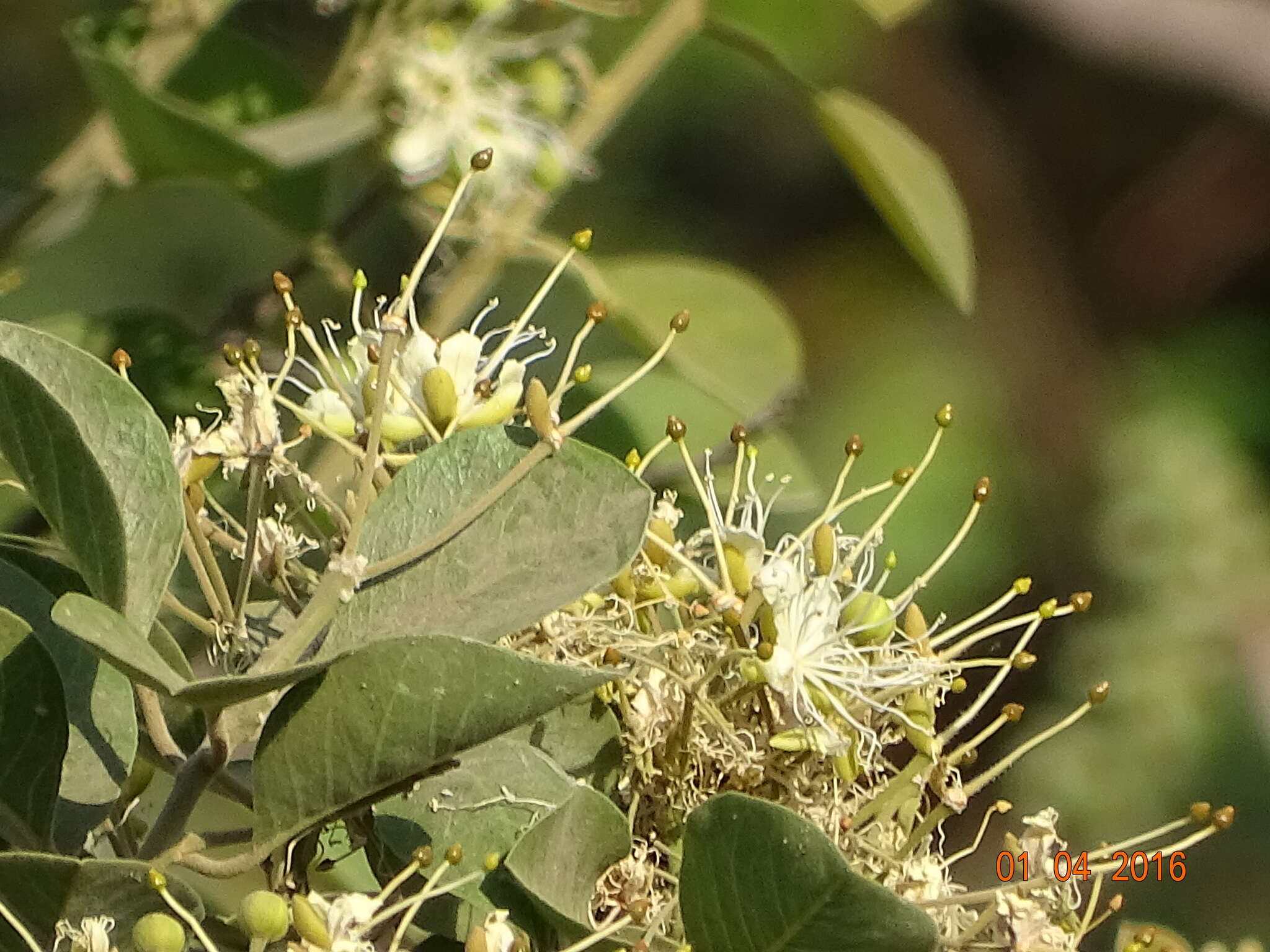 Image de Capparis grandis L. fil.