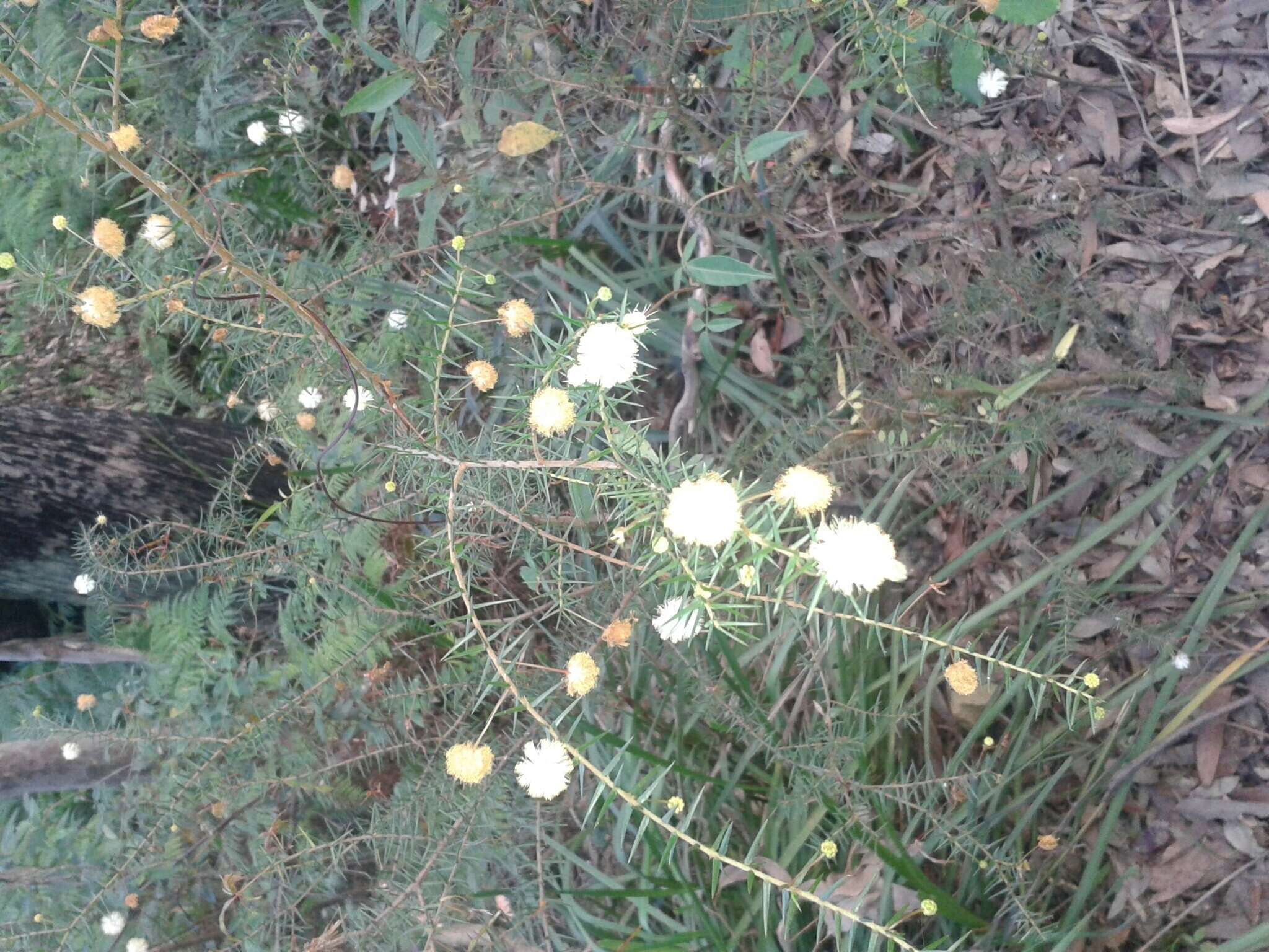 Image of juniper wattle