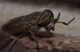 Image of Tabanus subsimilis Bellardi 1859