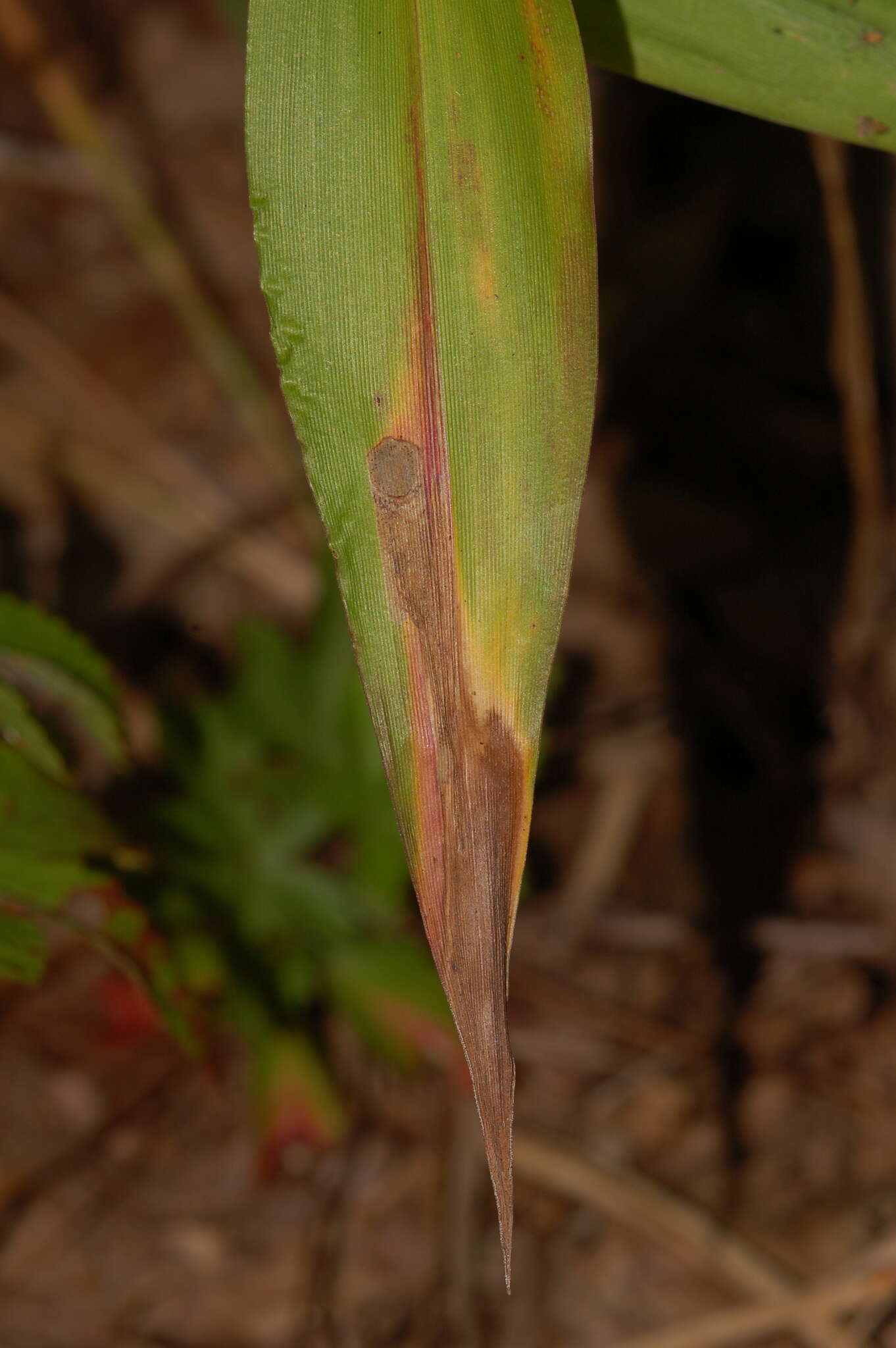 Image of Cycloplasis