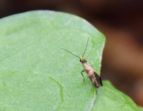 Image of red-barred gold