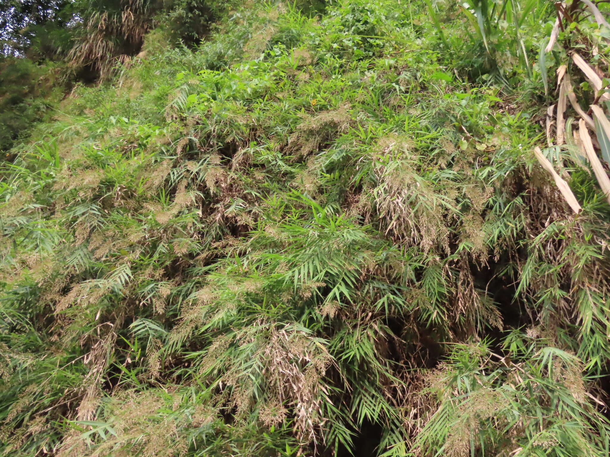 Image of Arundo formosana Hack.