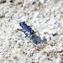 Image of Cicindela tranquebarica inyo