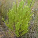 Image of Leucadendron ericifolium R. Br.