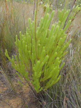 Plancia ëd Leucadendron ericifolium R. Br.