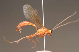 Image of Ichneumon wasp