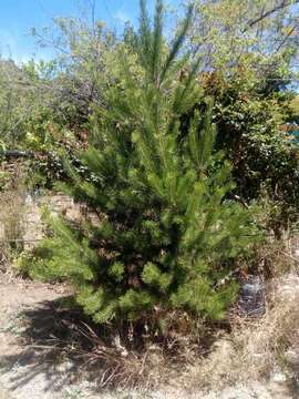 Image of Pinus cembroides subsp. lagunae (Rob.-Pass.) D. K. Bailey