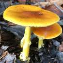 Image of Amanita erythrocephala Neville, Poumarat & Aste 2000