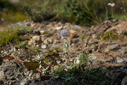 Image of Echinops humilis M. Bieb.