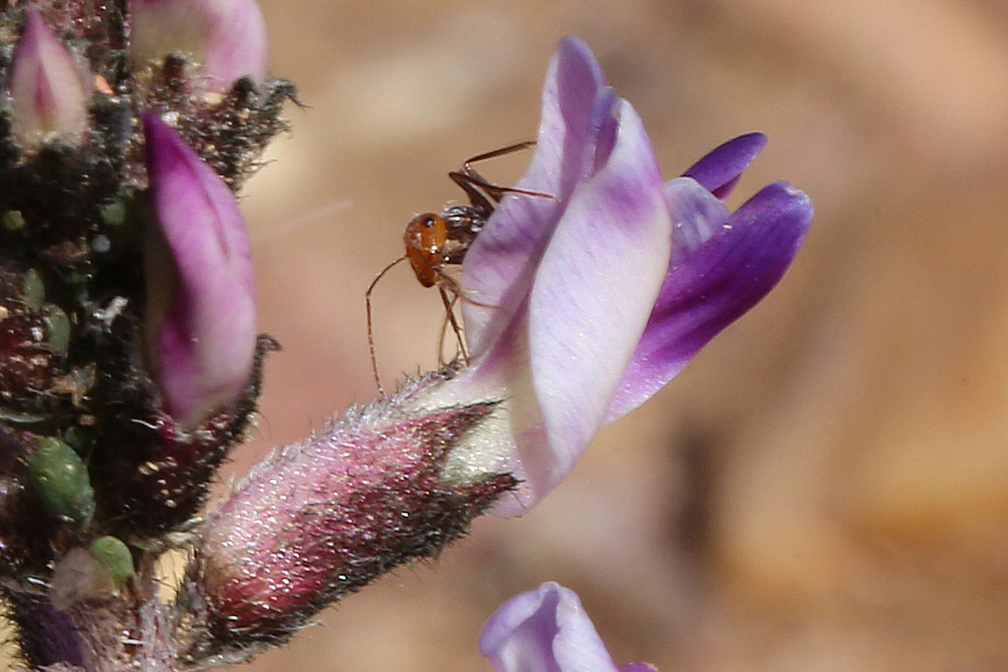 Image of widow's milkvetch