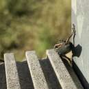 Image of Metallic snake-eyed skink