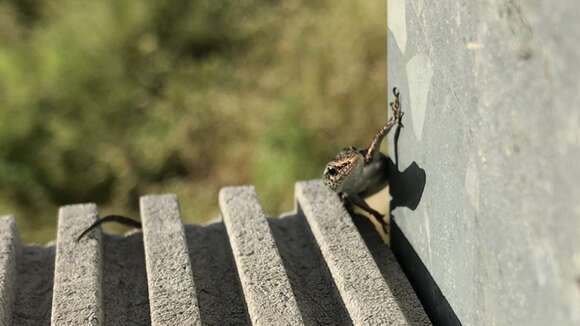 Image of Metallic snake-eyed skink