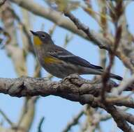 Image of Myrtle Warbler