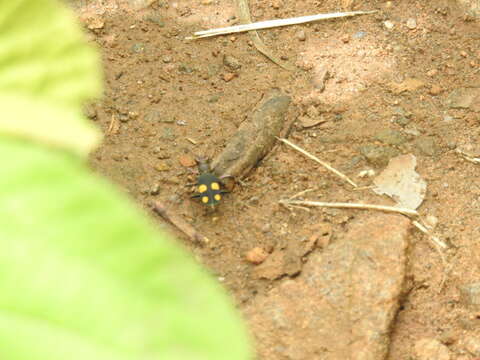 Image of Cicindela (Calochroa) bicolor Fabricius 1781