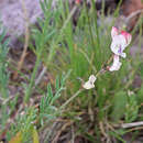 Astragalus miser var. oblongifolius (Rydb.) Cronq. resmi