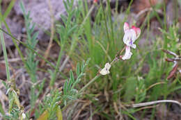 Astragalus miser var. oblongifolius (Rydb.) Cronq. resmi