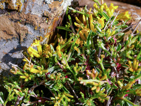 Image of Anthyllis hermanniae subsp. corsica