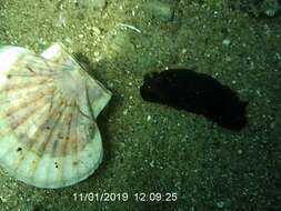 Image of Dendrodoris arborescens (Collingwood 1881)