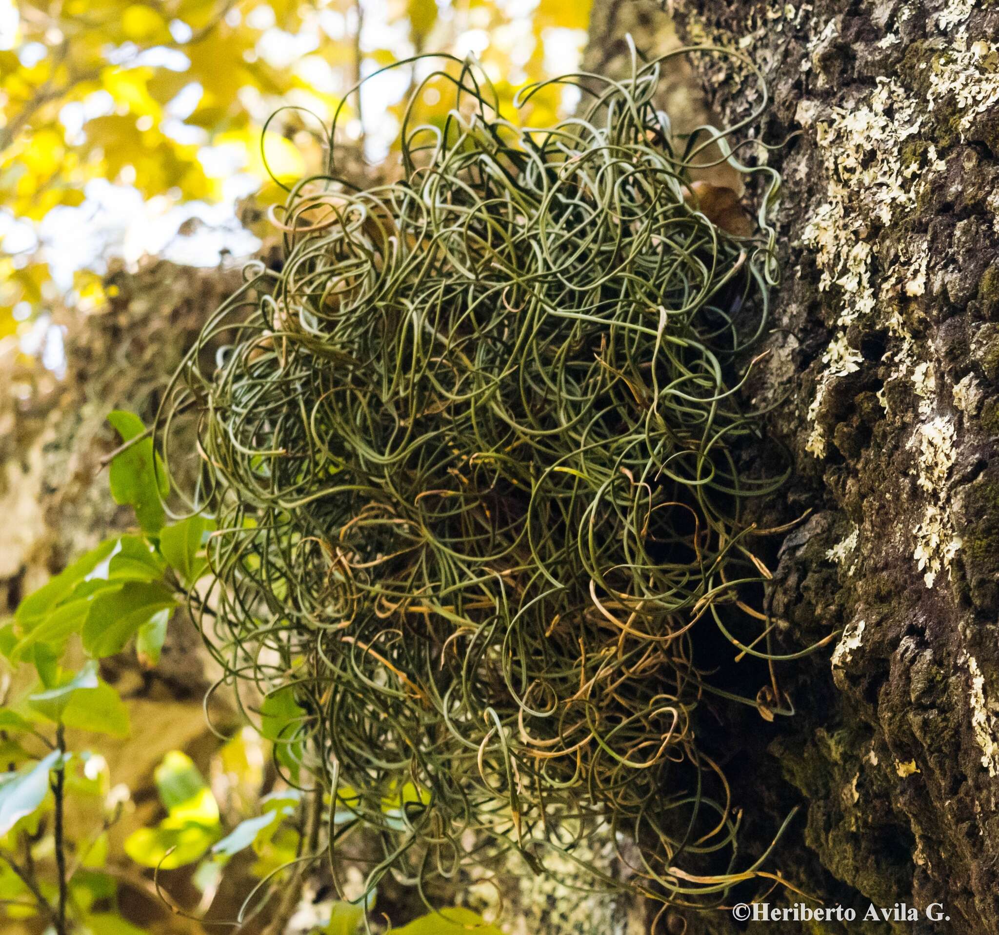 Image of narrow strapfern