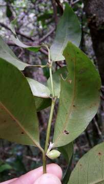 Image of Saldinia proboscidea Hochr.