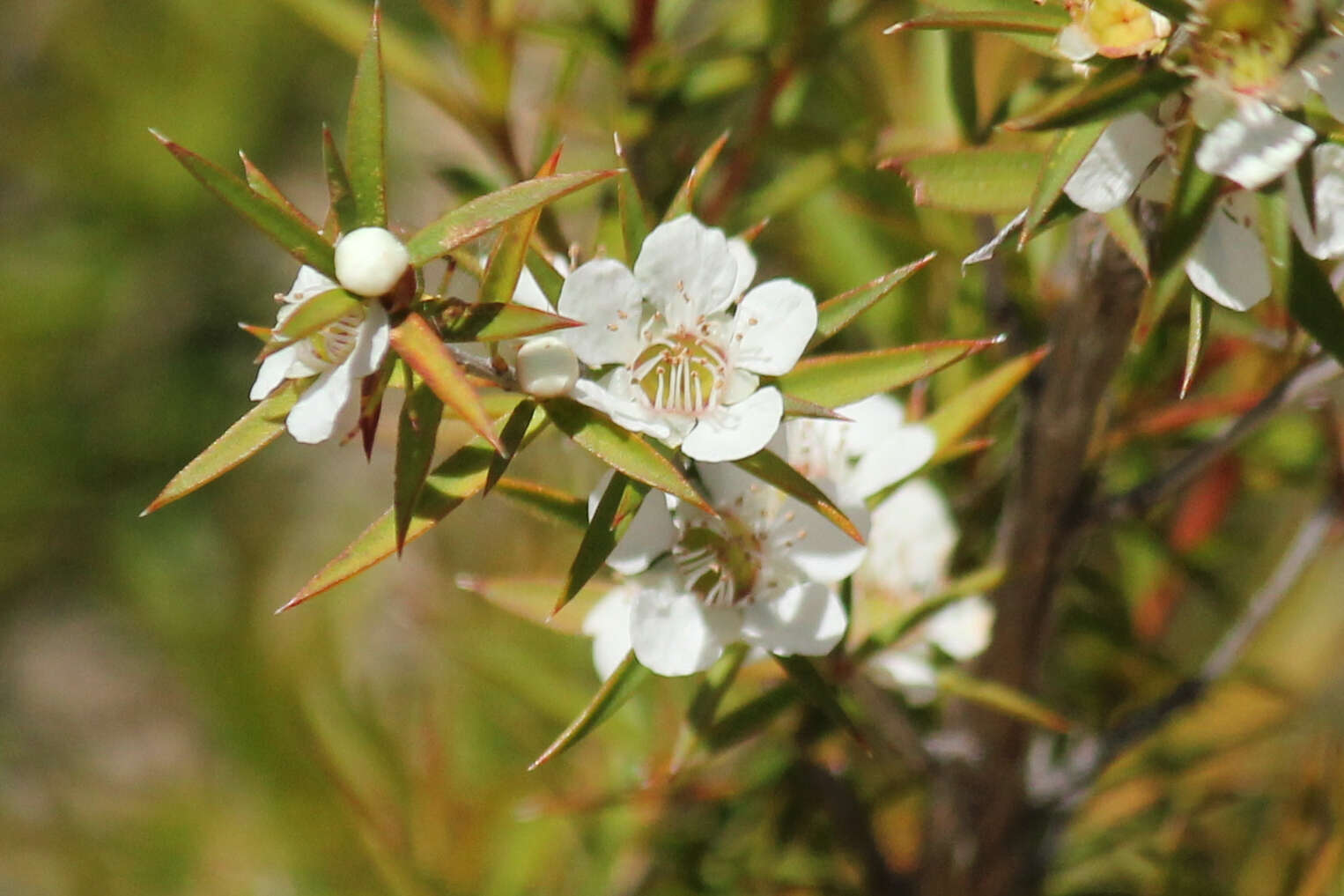 Image of Leptospermum continentale J. Thompson