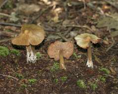 Image of Entoloma strictius (Peck) Sacc. 1887