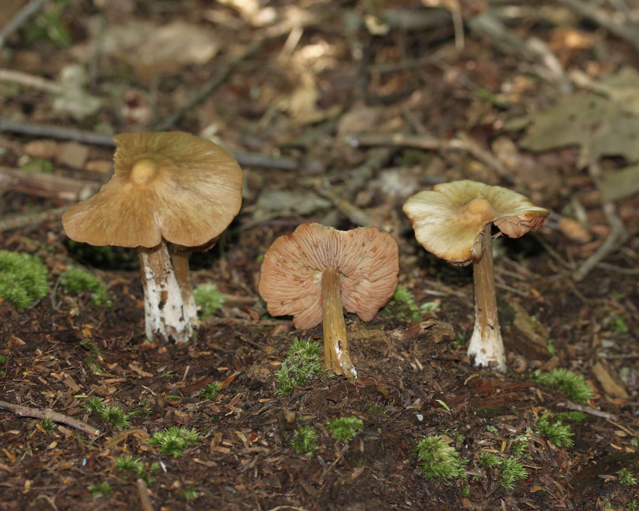 Image of Entoloma strictius (Peck) Sacc. 1887