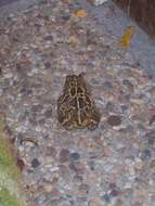 Image of Panther toad