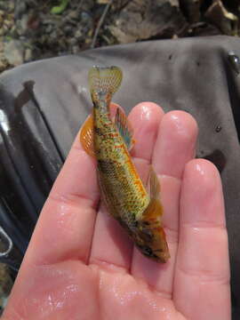 Image de Etheostoma erythrozonum Switzer & Wood 2009