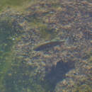 Image of Owens Pupfish