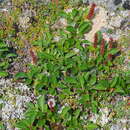 Image of Wedge-Leaf Willow