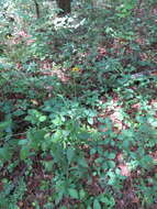 Image of Rudbeckia fulgida var. spathulata (Michx.) Perdue