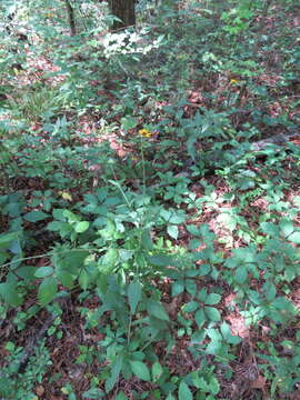 Rudbeckia fulgida var. spathulata (Michx.) Perdue的圖片