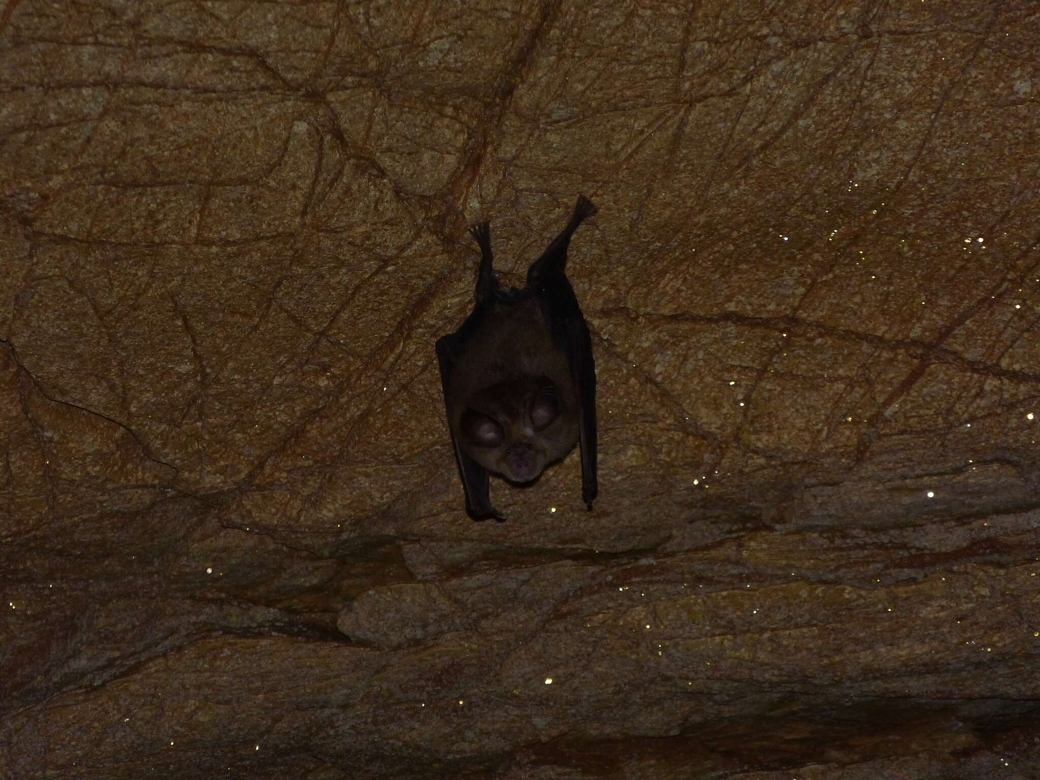Image of Mediterranean Horseshoe Bat
