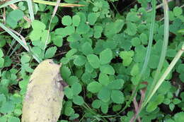 Image de Potentilla centigrana Maxim.