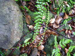 Image of Cranfillia longicauda (C. Chr.) Gasper & V. A. O. Dittrich