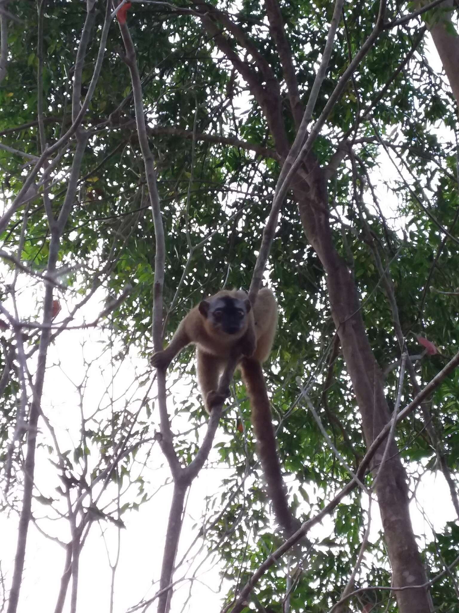 Image of Audebert's Brown Lemur