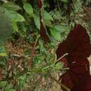 Image of Begonia pilgeriana Irmsch.