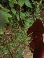 Image of Begonia pilgeriana Irmsch.