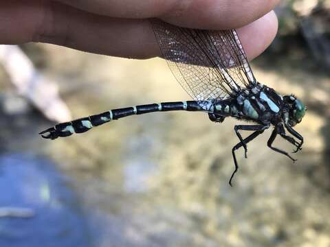 Image of Zebra Clubtail