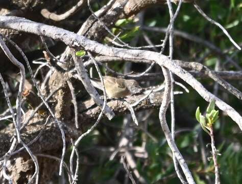 Image of Slender-billed Thornbill