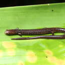 Image of Maritime Worm Salamander