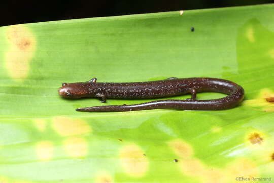 Image of Maritime Worm Salamander