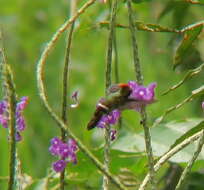 Lophornis stictolophus Salvin, Elliot & DG 1873 resmi